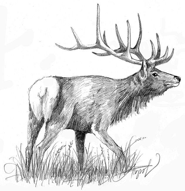 Remembering the Eastern Elk | The Outside Story