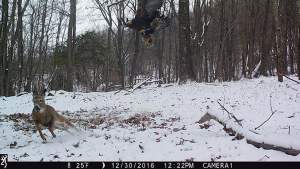 Perhaps the Best Game Camera Shot Ever Taken thumbnail