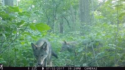 Coyotes on Game Camera