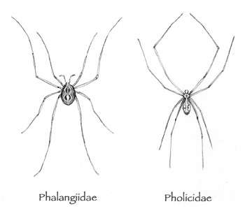 FAMILY PHOLCIDAE - Daddy long-leg Spiders