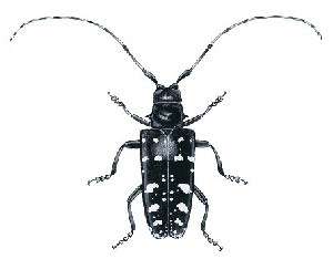 female_beetle.jpg