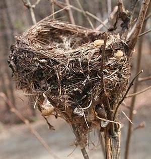Bird Nest-Small Tear Drop Bird Nest 