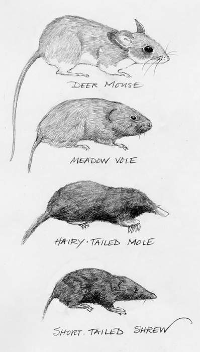 Shrew Or Mole Mouse Vole The, Baby Mole In Basement