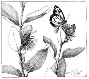 Milkweed and Butterflies thumbnail