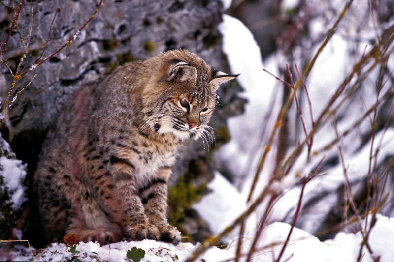 Woods Ghost: Bobcats on a Comeback | Spring 2011 | Articles | F