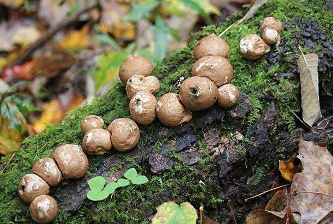 White balls in the Wood! – Common Puffball – The Mushroom Diary – UK Wild  Mushroom Hunting Blog