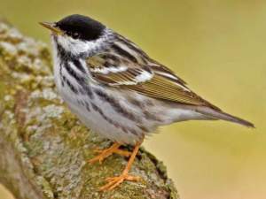 Birds in Focus: Fat, Flight, and Fitness in a Blackpoll Warbler thumbnail