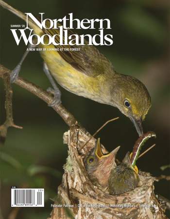 Photo by Doug Tallamy Northern Woodlands Summer 2020 Issue cover  by Northern Woodlands