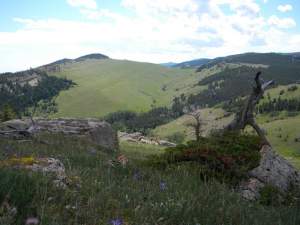 Seemingly random mix of alpine meadows and pine stands. Note wildflowers in foreground. 