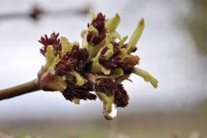 The red, banana-shaped anthers of this male boxelder flower are poised on the edge of explosion.  