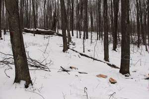 Low-impact firewood harvest in sugarbush. Note stumps where three trees were removed. 