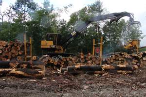 The wood from any logging job typically goes to a variety of endpoints. The bunks in front of this slasher give some sense of the organization required. 
