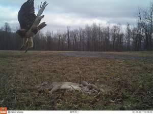 An adult red-tailed hawk takes off from a camera site in northern West Virginia in January 2017. Red-tails are probably the most common hawk in North America and although they mostly take live prey, they are regular scavengers during winter. Other hawks we’ve caught on camera include red-shouldered and rough-legged hawks. 