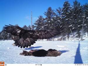 An adult golden eagle lands at a bait site in central Ontario in early January 2017. Before a few creative people started putting out bait in Ontario, it was assumed that golden eagles all migrated south of the border. What we now know is that there are many eagles that will spend the winter farther north, especially when food is available to them. This bait site attracts both bald and golden eagles, as well as ravens, wolves, and a few other northern species. 