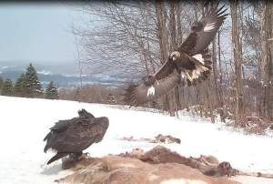 A first-winter golden eagle lands at a bait site in upstate New York. The bird on the ground is an adult bald eagle. Bald and golden eagles compete for carrion at these bait sites. Although the two species are about the same size, golden eagles have bigger feet – and the feet are the business end of a raptor. Ultimately though, size of body or feet matters less than hunger and social status – those two factors probably determine who feeds first. 