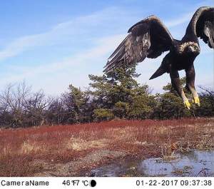 A golden eagle flies near a bait station in southern New York. Prior to the start of this project, almost nothing was known about the winter distribution of golden eagles in eastern North America. The presence of these bait stations has provided us a wealth of information and we now know that most winters, the hilly country of the central Appalachians – West Virginia, Pennsylvania, Maryland, and Virginia – are probably the core of golden eagle winter range. Eagles are also prevalent in New York and in the southern Appalachians, but their numbers vary from year to year. 