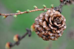 Conifers are gymnosperms – their seeds are not produced in an ovary as they are in the flowers of deciduous trees but are instead born naked on cone scales. A conifer cone is not technically a flower, but the exquisite form of this tamarack cone is as lovely as a rose. 