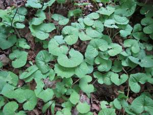 WILD GINGER. Asarum canadense. Antimicrobial. Calms digestive system and flavors food. 