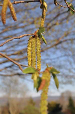 Wind-pollinated trees, like this hophornbeam, have long, drooping
catkins that contain millions of pollen grains. Why so many? Wind is a
fickle pollinator, especially compared to a reliable insect, and the stigma
(pollen receptor) of a tree flower is small – about the size of the head of
a pin. Botanists estimate that it takes about a million grains per square
meter to assure that a one-square-millimeter area of stigma can be
pollinated. This, allergy sufferer, is the mathematics of your misery. 