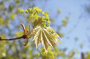 Norway maple flowers with developing leaves. Note the bowed bud scales, the petal-like structures from which the flowers emerge. 