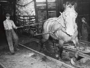 73-year-old John Klinegardner and his horse “Cubby” pull an acid-wood charge to an oven at the Horton plant in 1948. 