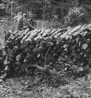 Freelance woodcutters could cut about 40 cords of wood per month. They were paid $.80 to $1.00 a cord. 