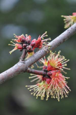 Red maple male flowers. 
