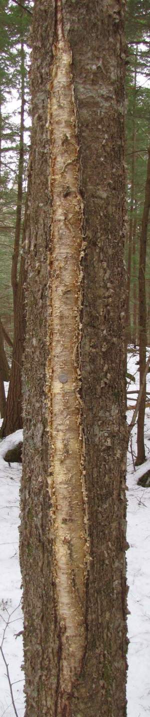 Annual canker, yellow birch. 