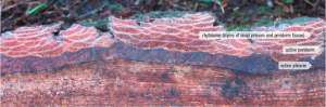 The active phloem is the thick, dark, reddish-brown band just outside the wood. The thin, white layer on the outside edge of the active phloem is the active periderm. Outside of that are layers of old, dead phloem tissue (reddish) and old periderms (the thin white lines). 