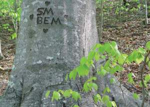 Species like beech retain their original outer layers of bark for their entire lives.  