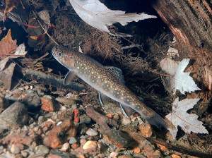 Eastern brook trout will grow to a length of 4-16 inches, averaging around 6-8 inches in the Northeast. Females, like the one pictured here, are generally smaller and less colorful than males, with cucumber-shaped bodies. 