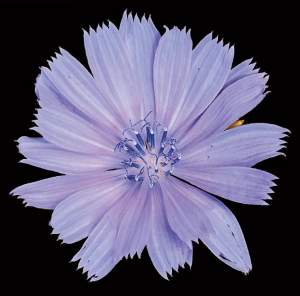 August: Chicory. 