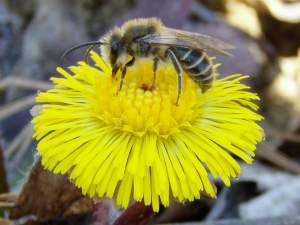 Colletes inequalis is a spring emerging member of the family Colletidae.  