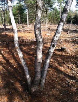 Fifteen-year-old coppiced gray birch. 
