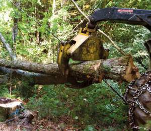 A grapple skidder pulling a tree out of the woods as part of a selective harvest, Dartmouth College forest, Second College Grant, NH 