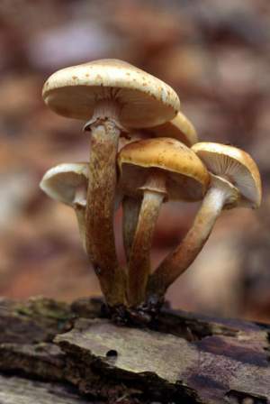 A honey mushroom.  