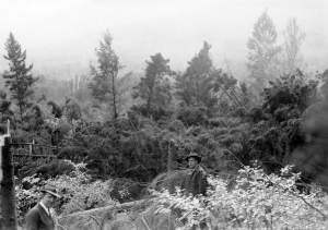 Forest Guard Killourhy and Forest Engineer Laing in wind-thrown spruce in west part of Dolly Copp Forest Camp, September 22, 1938, the day after the hurricane. 