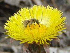 Lasioglossum is a very common genus of bees in the family Halictidae. Special web-only photo content. 