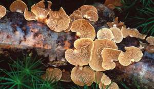 Bitter oyster mushrooms are found in temperate forests on logs, stumps, and fallen branches of various hardwoods. 
