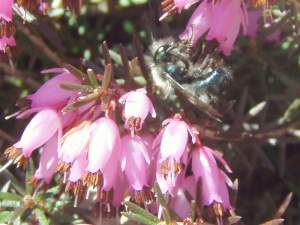 Osmia are the so-called Orchard Mason bees. Special web-only photo content. 