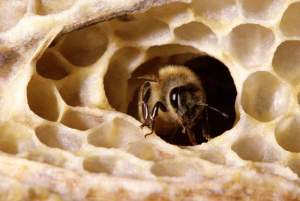 Honeybees, like cows, are an agricultural animal imported by European settlers to America. 