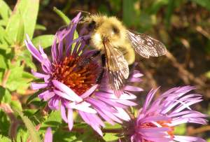 The bumblebee on this aster flower is likely either B. sandersoni or B. vegans, and is a male. 
