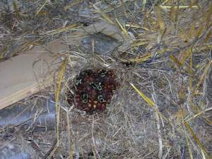The bees on this exposed nest are Bombus fervidus, known alternately as the 