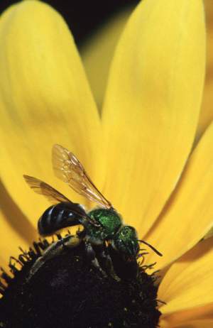 A green metallic sweat bee, from the family Halictidae. 