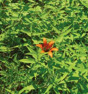 A wood lily blooms amidst a stand of state-threatened harsh sunflowers. 