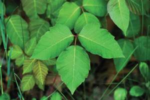 Poison ivy can be quite beautiful, really. Foliage can appear shiny, dull, or red depending on the time of years and the age of the leaves.  