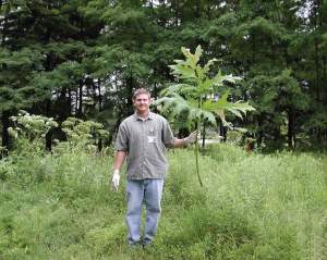 Hogweed leaves can be 4 feet long. 