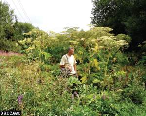 Gardeners, attracted to giant hogweed's enormous showy blooms, are major culprits in spreading the plant. Once established, it can spread to the nearby woods, as it has done here. 