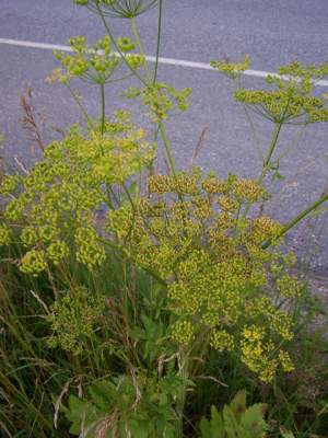 Poison parsnip is often found growing along the highway shoulder. 
