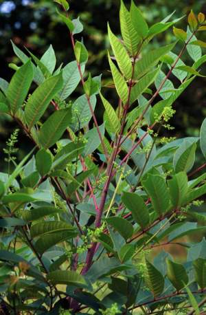 The compound leaves of a poison sumac bush/tree have 7-13 leaflets. 